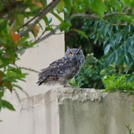 サマーセット・ウェスト Tuckawayヴィラ エクステリア 写真